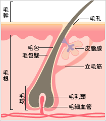 毛髪のメカニズム