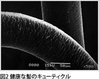 健康な髪のキューティクル